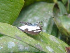 Leptophobia penthica
