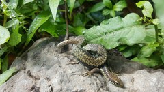 Darevskia chlorogaster