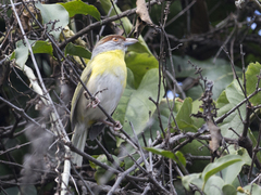 Cyclarhis gujanensis