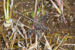 Phanogomphus diminutus