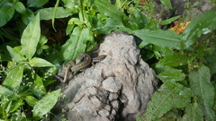 Darevskia chlorogaster