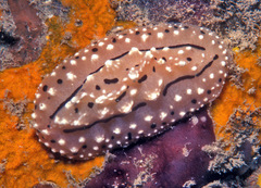 Phyllidiopsis