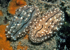 Phyllidiopsis