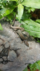 Darevskia chlorogaster