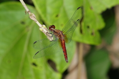 Erythrodiplax ochracea