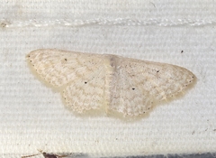Scopula benitaria