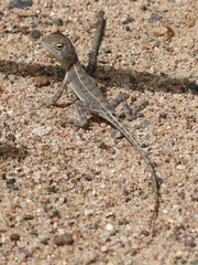 Diporiphora