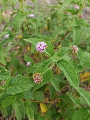 Lantana fucata