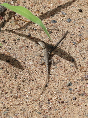 Diporiphora