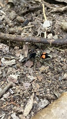 Traumatomutilla quadrinotata