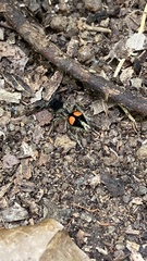 Traumatomutilla quadrinotata