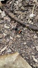 Traumatomutilla quadrinotata