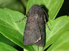 Euxoa velleripennis