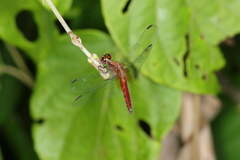 Erythrodiplax ochracea