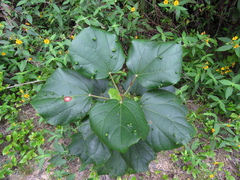Heliocarpus americanus