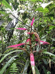 Guzmania wittmackii