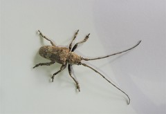Rhytiphora pulverulea