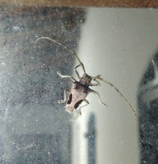 Megabasis speculifera