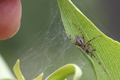 Phryganoporus candidus