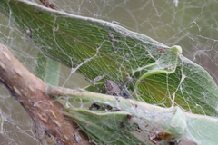 Phryganoporus candidus