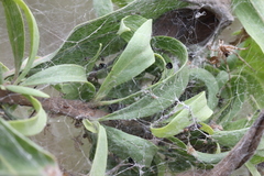 Phryganoporus candidus