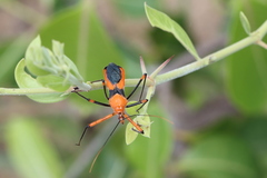 Poecilobdallus formosus