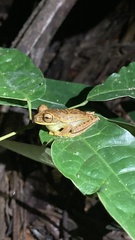 Boana freicanecae