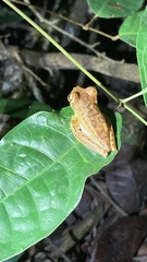 Boana freicanecae
