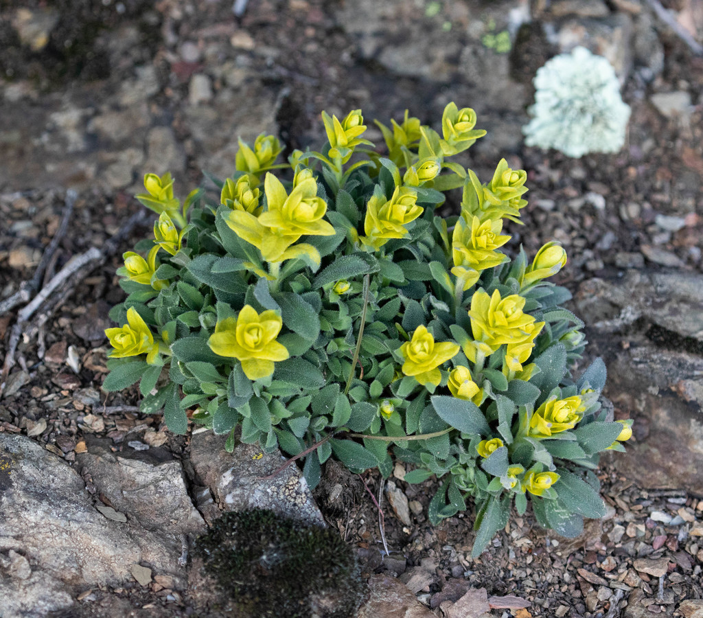 Mustard Flower Rust from Mary Bowerman Trail, Mount Diablo State Park ...