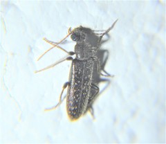 Eurygeniinae