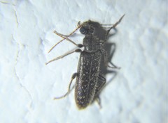 Eurygeniinae
