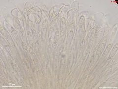Coccomyces strobi
