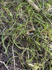 Lilaeopsis polyantha