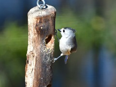 Baeolophus bicolor × atricristatus