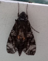 Isognathus excelsior