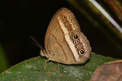 Yphthimoides maepius