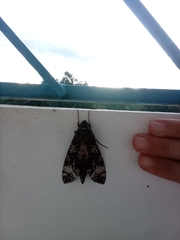 Isognathus excelsior