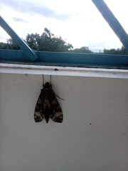 Isognathus excelsior