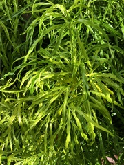 Melicope denhamii