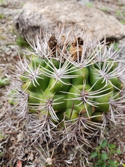 Gymnocalycium mostii