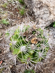 Gymnocalycium mostii