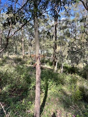 Corymbia tessellaris