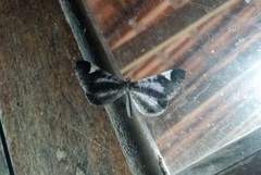 Hedylidae