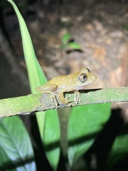 Scinax muriciensis