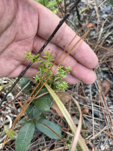 Image of Galium bermudense by (c) Brandon Corder, some rights reserved (CC BY)