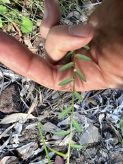 Phyllanthus virgatus