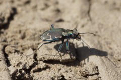 Cicindela ancocisconensis