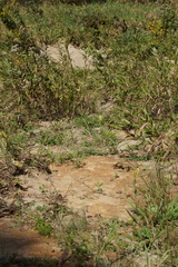 Cicindela ancocisconensis