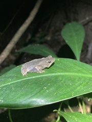 Rhinella hoogmoedi