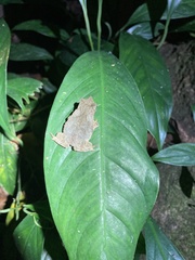 Rhinella hoogmoedi